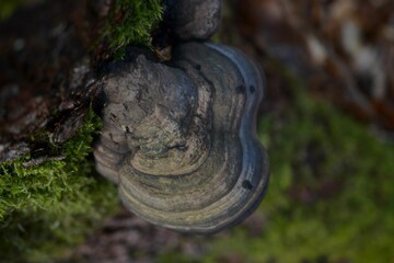 Closeup of a gray mushroom growing in the autumn forest