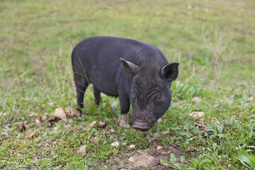 Young black Vietnamese breed pig eating green grass