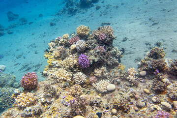 Naklejka na ściany i meble Colorful, picturesque coral reef at the sandy bottom of tropical sea, hard corals, underwater landscape