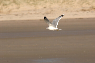 bord de mer