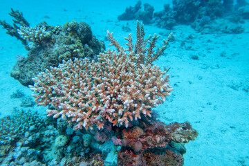 Fototapeta na wymiar Coral reef with Acropora coral at sandy bottom of tropical sea, underwater lanscape