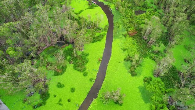 Melaleuca forest in sunny morning, aerial view. Melaleuca trees along canal covered with beo to create rich vegetation of the mangroves attracts tourists by boating below.