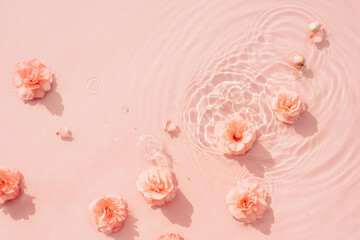 Summer background with pink roses in water with drops. Minimal natural abstract backdrop