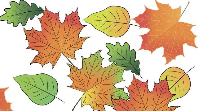 autumn leaves . background screensaver of autumn leaves. 4K video illustration.