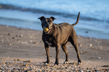 Dog with a ball in its mouth on a sandy beach. Auckland.