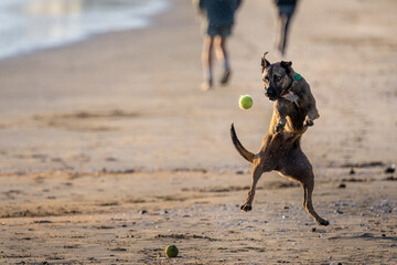 Dog jumping in the air to catch the ball. Legs of the people walking on the beach. Summer fun in Auckland.