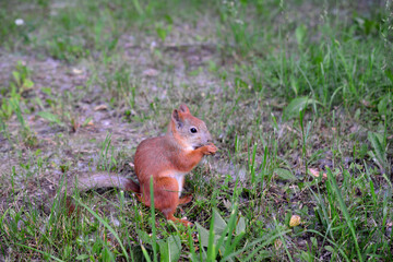 red squirrel isolated eating nuts in the forest, close-up