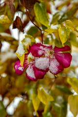 Fototapeta na wymiar Clematis flower covered with snow. Clematis did not have time to bloom before the arrival of winter. The concept of the season, winter, nature.