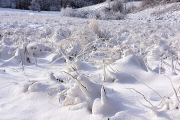 Dry grass covered with a layer of white snow. Grass field after snowfall. Winter natural texture