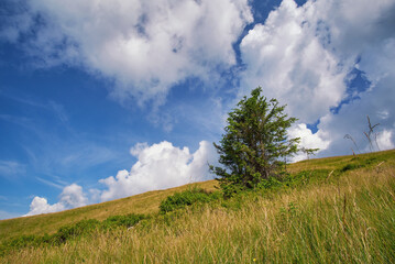 Lonely spruce on the mountainside. Summer mountain landscape with cloudy sky