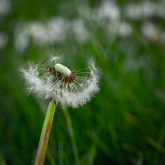 Pusteblume