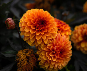 Blüten in Orange