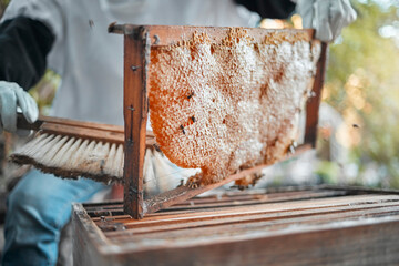 Honeycomb, farm and agriculture with a woman beekeeper working outdoor in the countryside for production. Food, frame and sustainability with a female farming at work with honey extract closeup