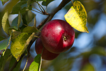 Fototapeta sezon na jabłka obraz