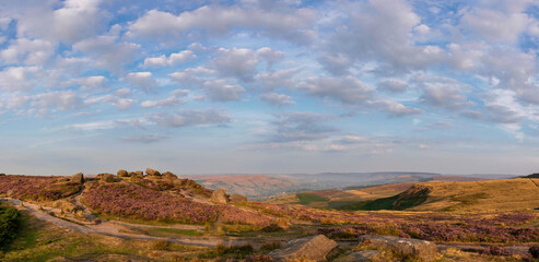 Obraz premium Beautiful late Summer sunrise in Peak District over fields of heather in full bloom around Higger Tor and Burbage Edge