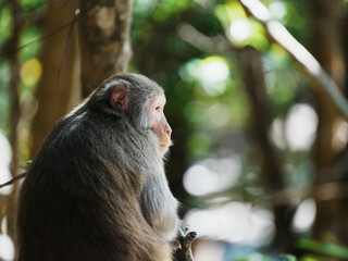 close up of an macaque