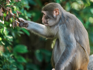 portrait of a macaque
