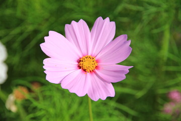Fototapeta premium pink cosmos flowers in the garden.Macro image.
