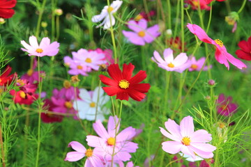 Multicolored cosmos flowers in the garden.Macro image.