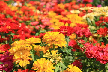 colorful flowers in the garden beautiful and natural.
