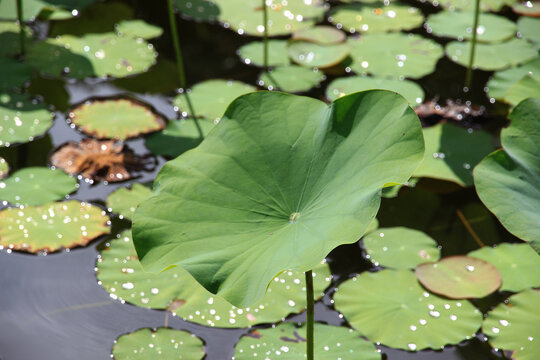 A large lotus leaf in the swamp. There are small water droplets on the leaves.