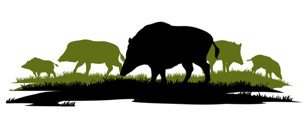 Wild boar herd looking for food in meadow. Animal in natural habitat. Wild pig illustration. Isolated on white background. Vector. - obrazy, fototapety, plakaty