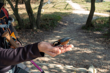 Naklejka premium 日本の里山におけるヤマガラの餌付け