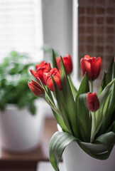 A bouquet of red tulips in a white vase and a bush of basil in the background on the windowsill.