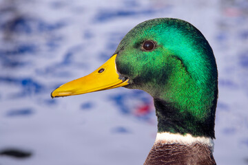 portrait of male mallard profile on blurred background