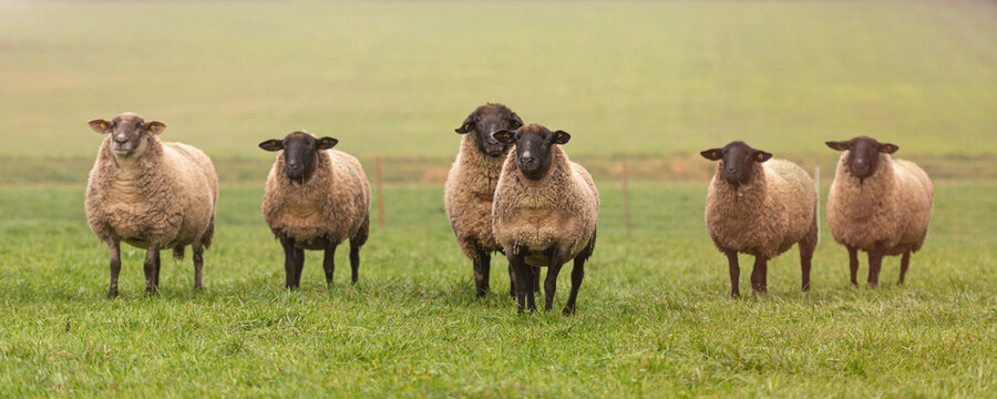 a cute group of sheep on a pasture stand next to each other and look into the camera