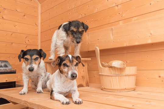 A group of cute small Jack Russell Terrier dogs in the wooden spruce sauna