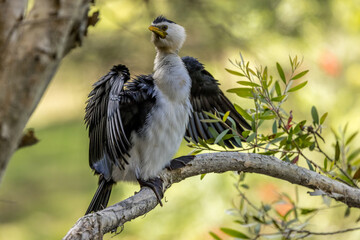 Australian Pied Cormorant perched on a branch ready to fly away