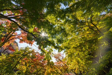 Maple leaves change color. From green to yellow until it reaches red in the park. The city of Kyoto Japan has a light through the sun through the shadow.