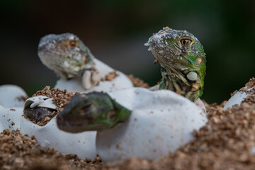 Baby green iguana hatching from egg on pile of sand with bokeh background 
