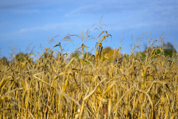 Corn field with dried corn