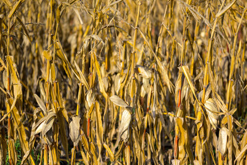 Corn field with dried corn