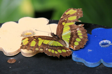 A view of a Butterfly