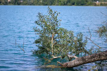 Tree after a flood disaster in a lake