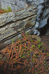 improper storage of carrots, mold and sprouts in the cellar