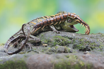 A forest dragon is preying on a centipede (Scolopendra morsitans) on a moss-covered ground. This reptile has the scientific name Gonocephalus chamaeleontinus.