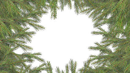 Green Christmas tree branches on a transparent background. Christmas and New Year border of realistic branches of Christmas tree  isolated on transparent background.