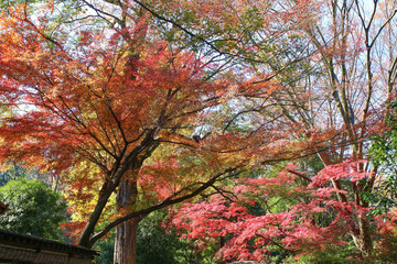 秋の六義園。紅葉の森。