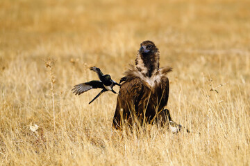 The cinereous vulture (Aegypius monachus),black vulture and magpie (Pica pica) in yellow grass.The magpie chases the vulture away from the feeder. A magpie sits on a vulture's back. Bird interaction.