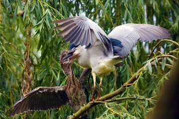 The black-crowned night heron (Nycticorax nycticorax), an older bird feeding a young one on a willow tree. Interaction between birds.