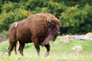 The European bison (Bison bonasus), also known as wisent or the European wood bison stands in green grass with an old forest in the background.