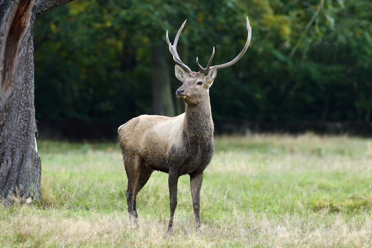 The big male of Bactrian deer (Cervus elaphus bactrianus), detail of head with antlers with a green background of old trees.