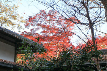 秋の六義園。日本家屋と紅葉の庭。