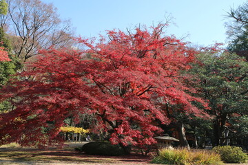 秋の六義園。紅葉する木々。