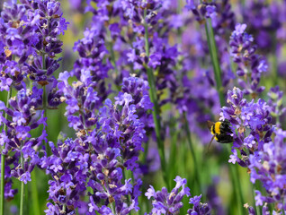 Bumblebee pollinator insect flying over fragrant lavender flowers