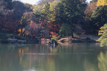 Fototapeta na wymiar 秋の六義園。池と森のある日本庭園。